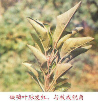 红色劲典缓释肥_苹果缺磷.jpg