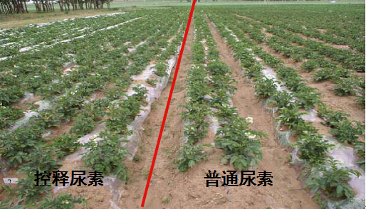 红色劲典缓释尿素在马铃薯上的对比实验.jpg
