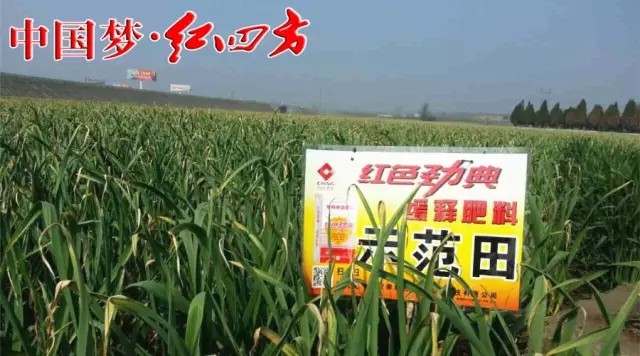 红色劲典缓控释肥联合红四方企业全面布局,掌控土壤品质 红色劲典缓控释肥联合红四方企业全面布局,掌控土壤品质