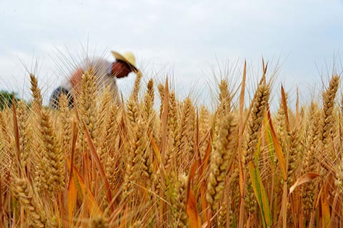 红色劲典小麦缓控释肥助力山东菏泽小麦丰收 红色劲典小麦缓控释肥助力山东菏泽小麦丰收