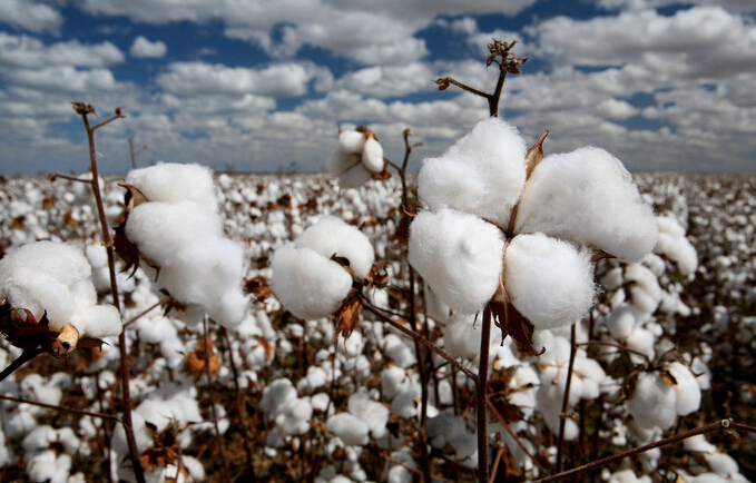 棉花种植 棉花种植