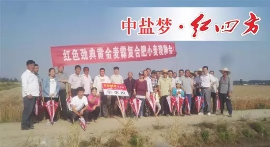 2017年5月28号,在无为爱民种业周财宝及汤沟镇网点经销商刘祖民的组织下,种植大户们相聚在无为县汤沟镇,在此见证红色劲典肥料的长效高产壮苗的绝佳效果 2017年5月28号,在无为爱民种业周财宝及汤沟镇网点经销商刘祖民的组织下,种植大户们相聚在无为县汤沟镇,在此见证红色劲典肥料的长效高产壮苗的绝佳效果