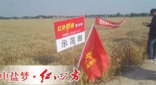无为县红色劲典复合肥示范田.webp.jpg