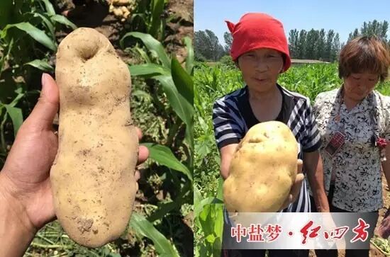 施用高塔硝硫基复合肥的土豆长势较好 施用高塔硝硫基复合肥的土豆长势较好