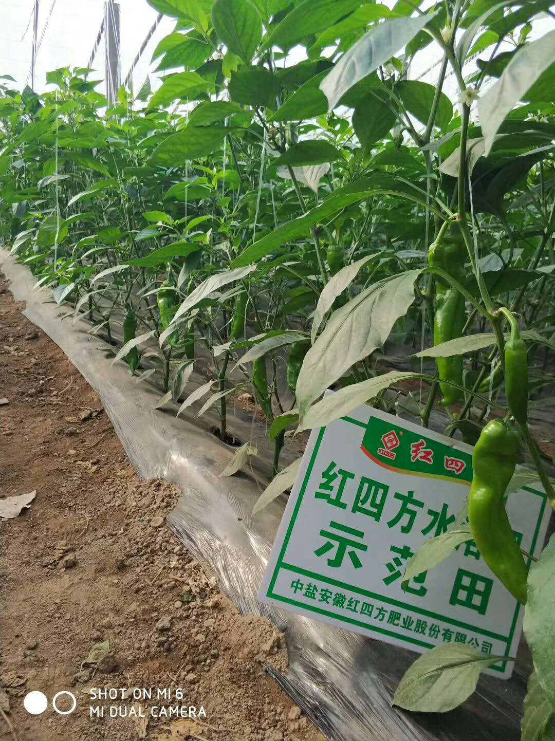 辣椒施肥 辣椒施肥